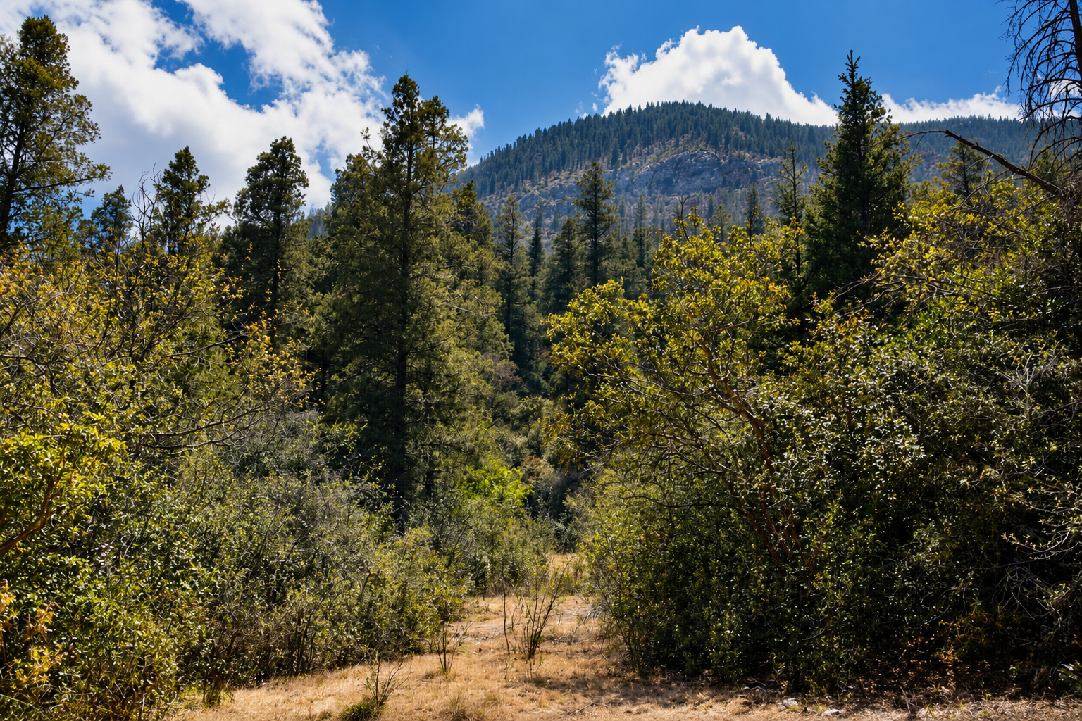Sierra de Arteaga — bosque de pino